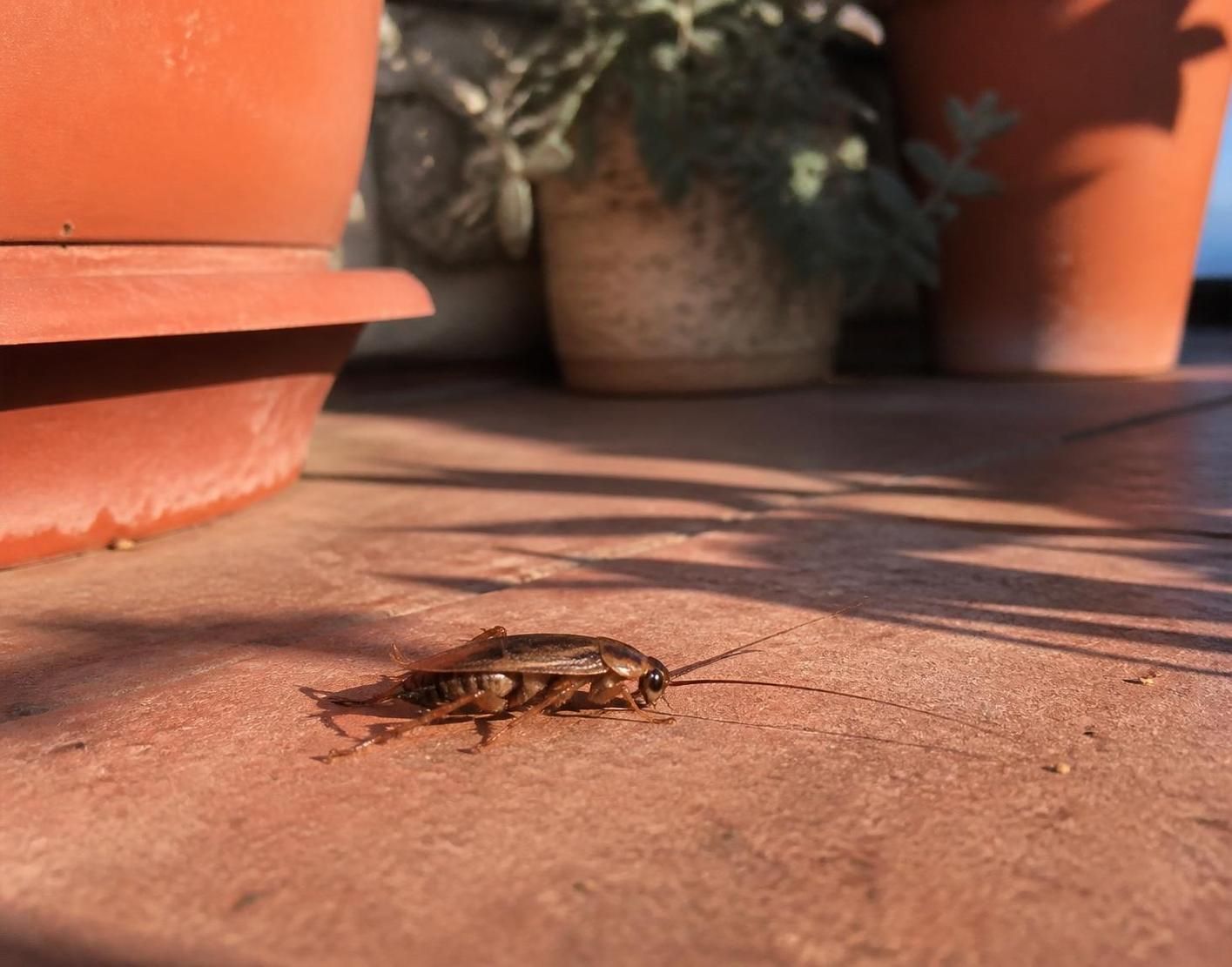 découvrez comment identifier la blatte de jardin, comprendre les dangers qu'elle représente et les mesures à prendre si elle s'invite dans votre maison pour protéger votre intérieur efficacement.