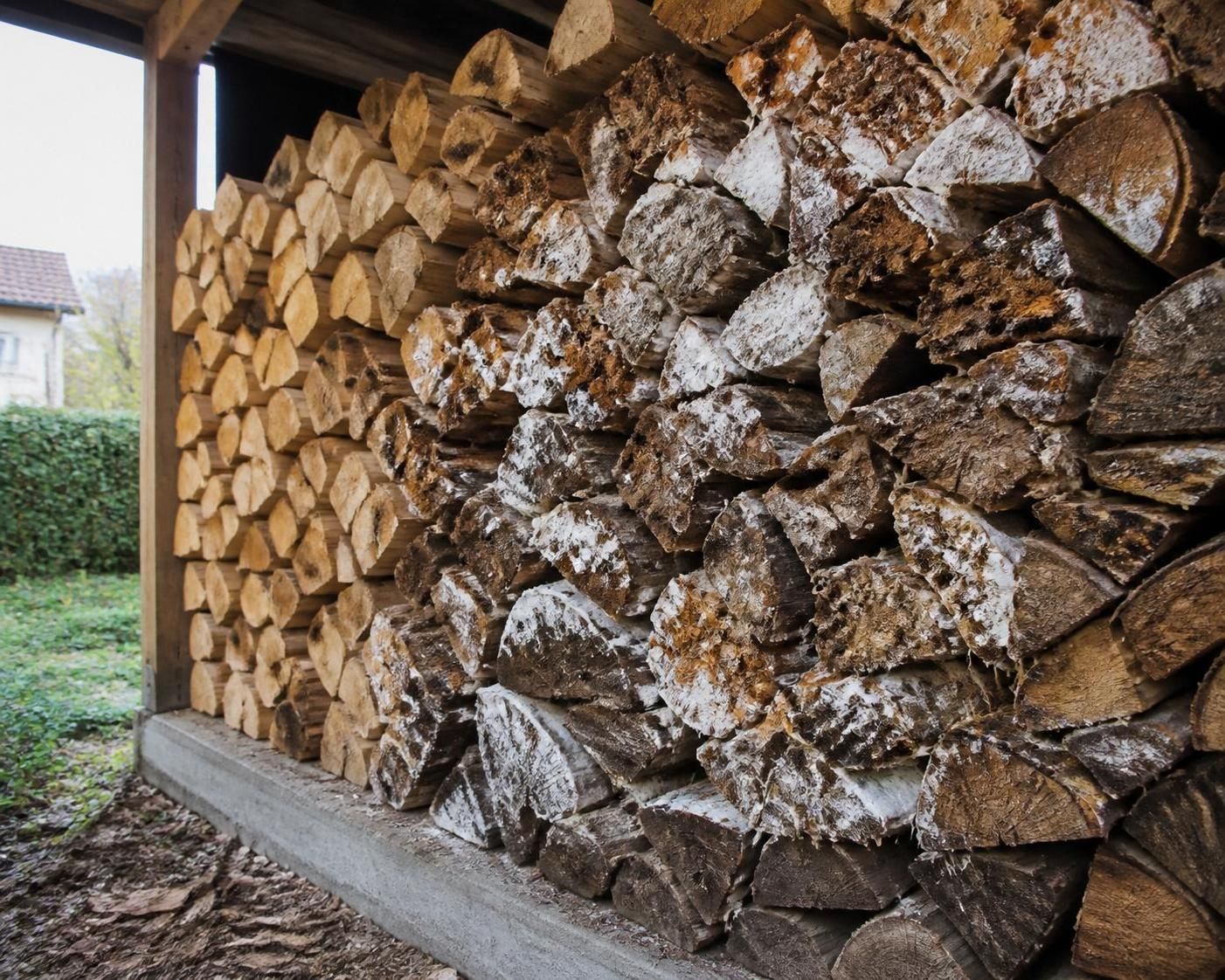 découvrez comment identifier la mérule sur votre bois de chauffage et les méthodes pour éviter sa propagation afin de protéger votre maison contre ce champignon destructeur.