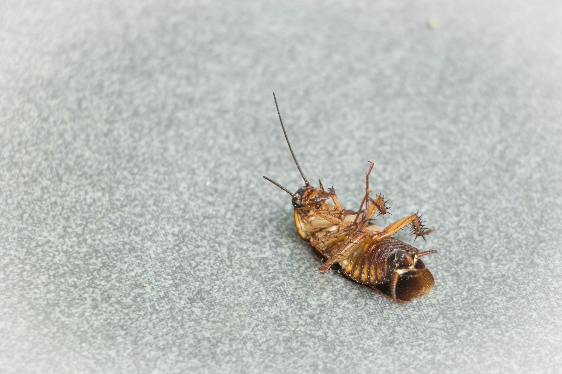 Blatte de jardin ou cafard domestique : bien faire la différence pour évaluer le danger réel — blatte de jardin sur le sol