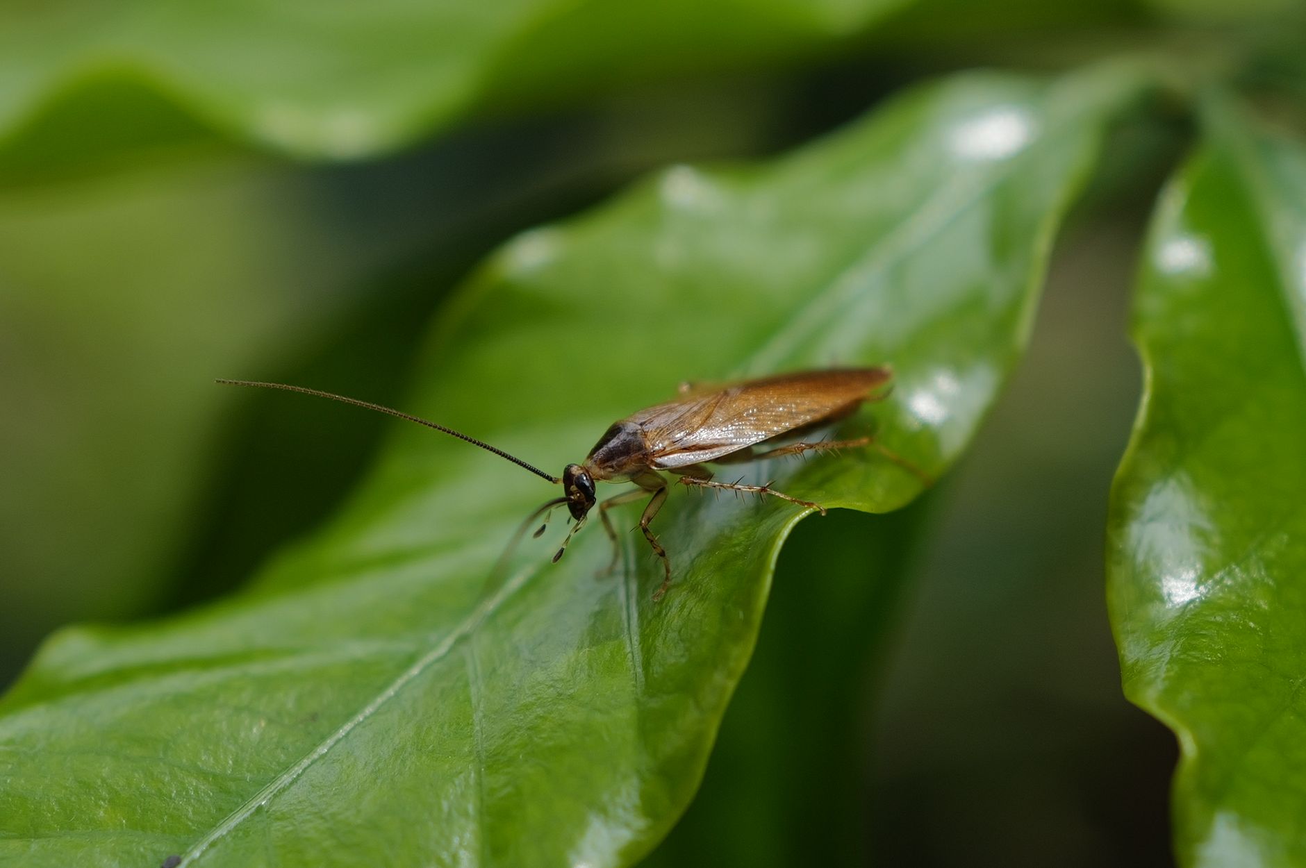 Blatte de jardin danger réel, — blatte de jardin sur le sol