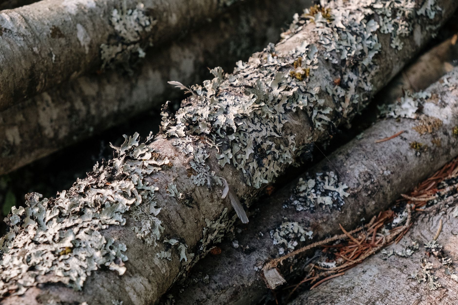 Mérule sur bois de chauffage — bûches de bois avec moisissure