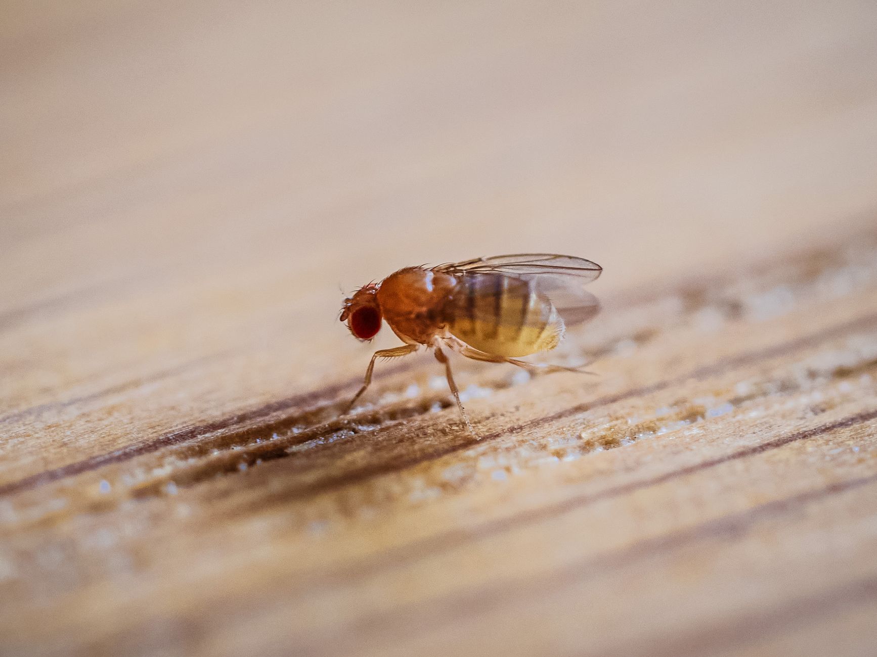 Se débarrasser des moucherons cuisine, — piège à moucherons dans la cuisine