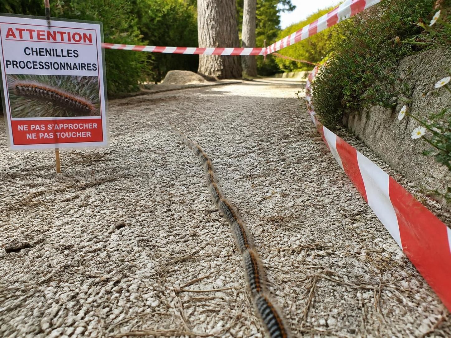 découvrez deux méthodes efficaces et sans danger pour éliminer les chenilles processionnaires au sol et protéger votre jardin des infestations.