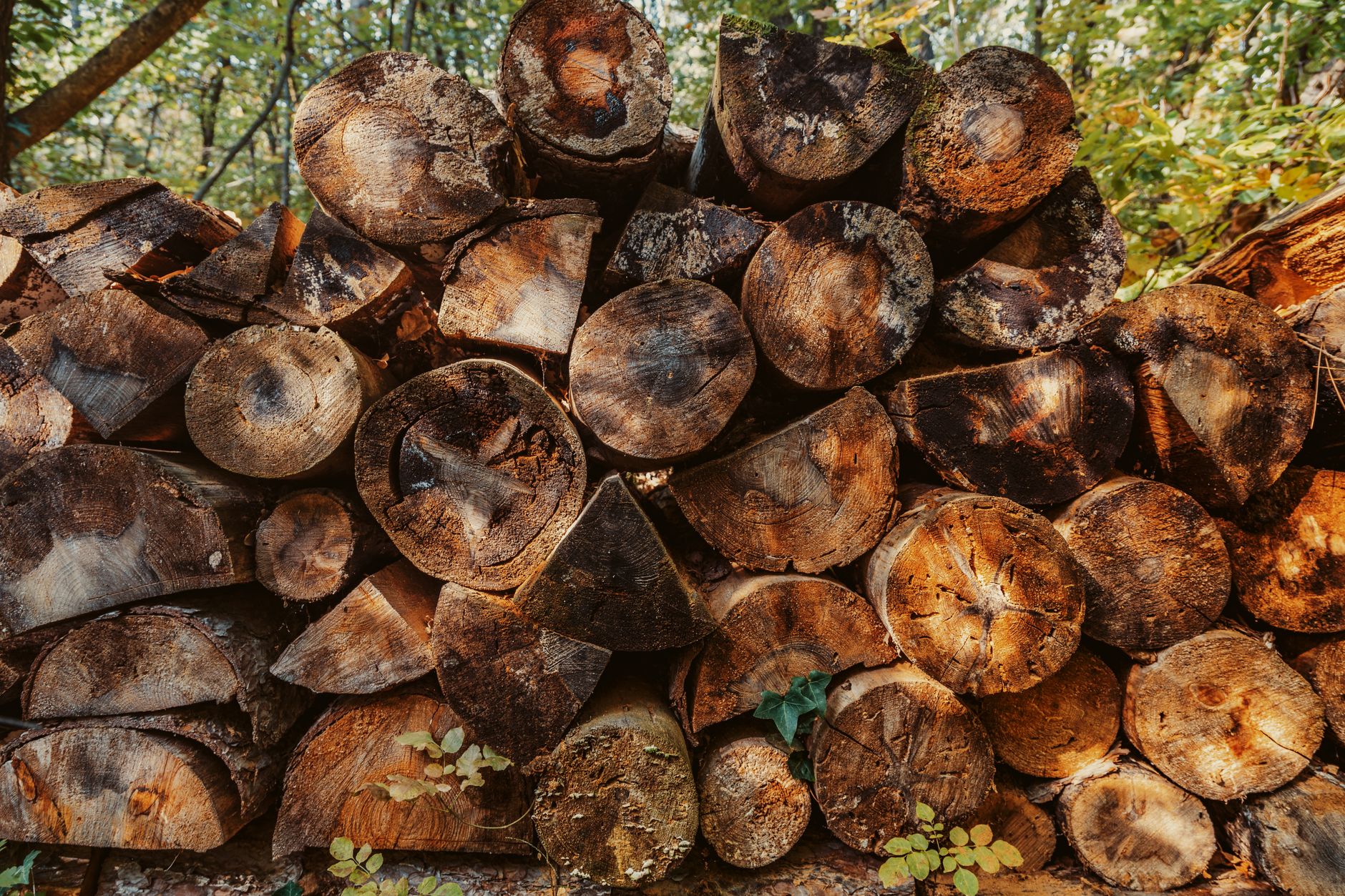 Bois de chauffage qui a — bois de chauffage mouillé empilé dehors