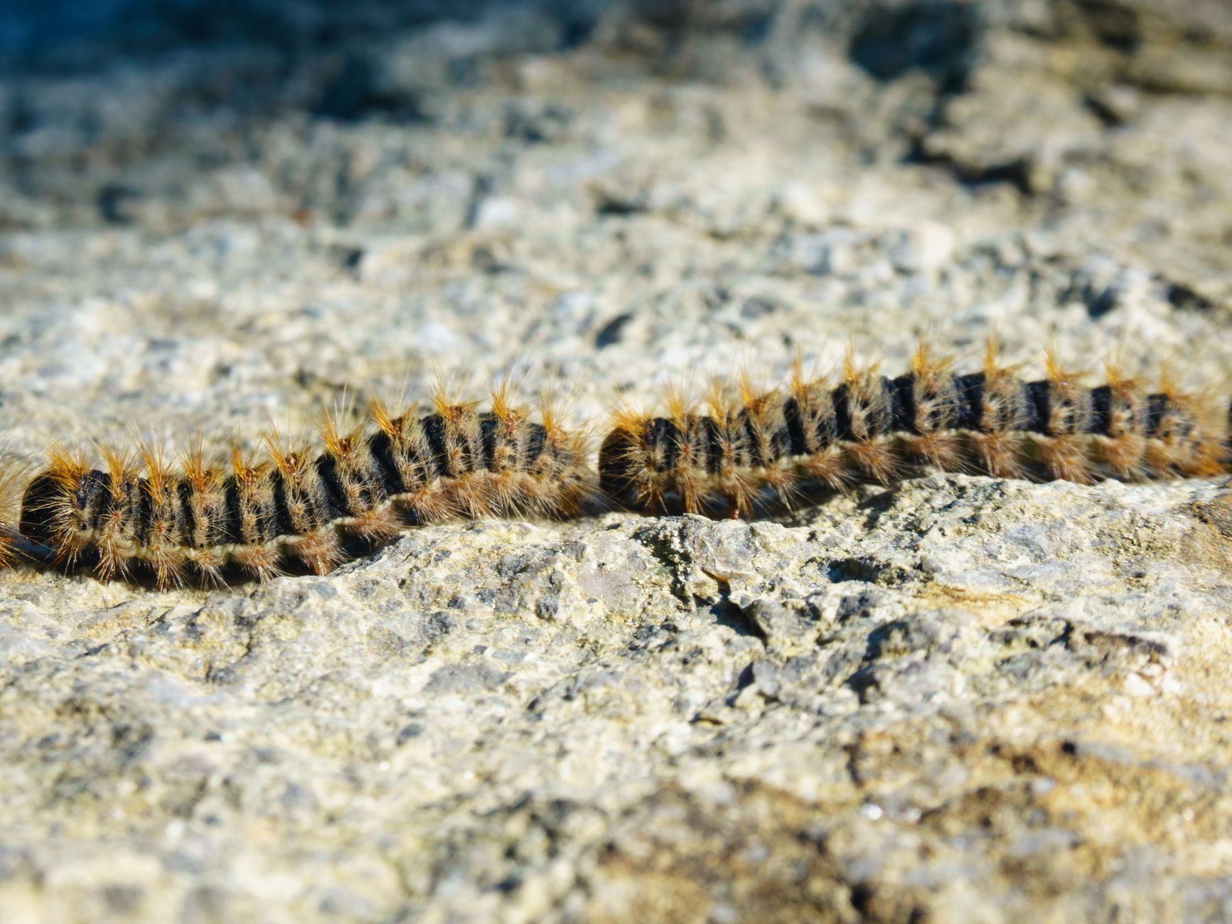 Chenilles processionnaires au sol : comprendre le danger avant d’agir — chenilles processionnaires au sol