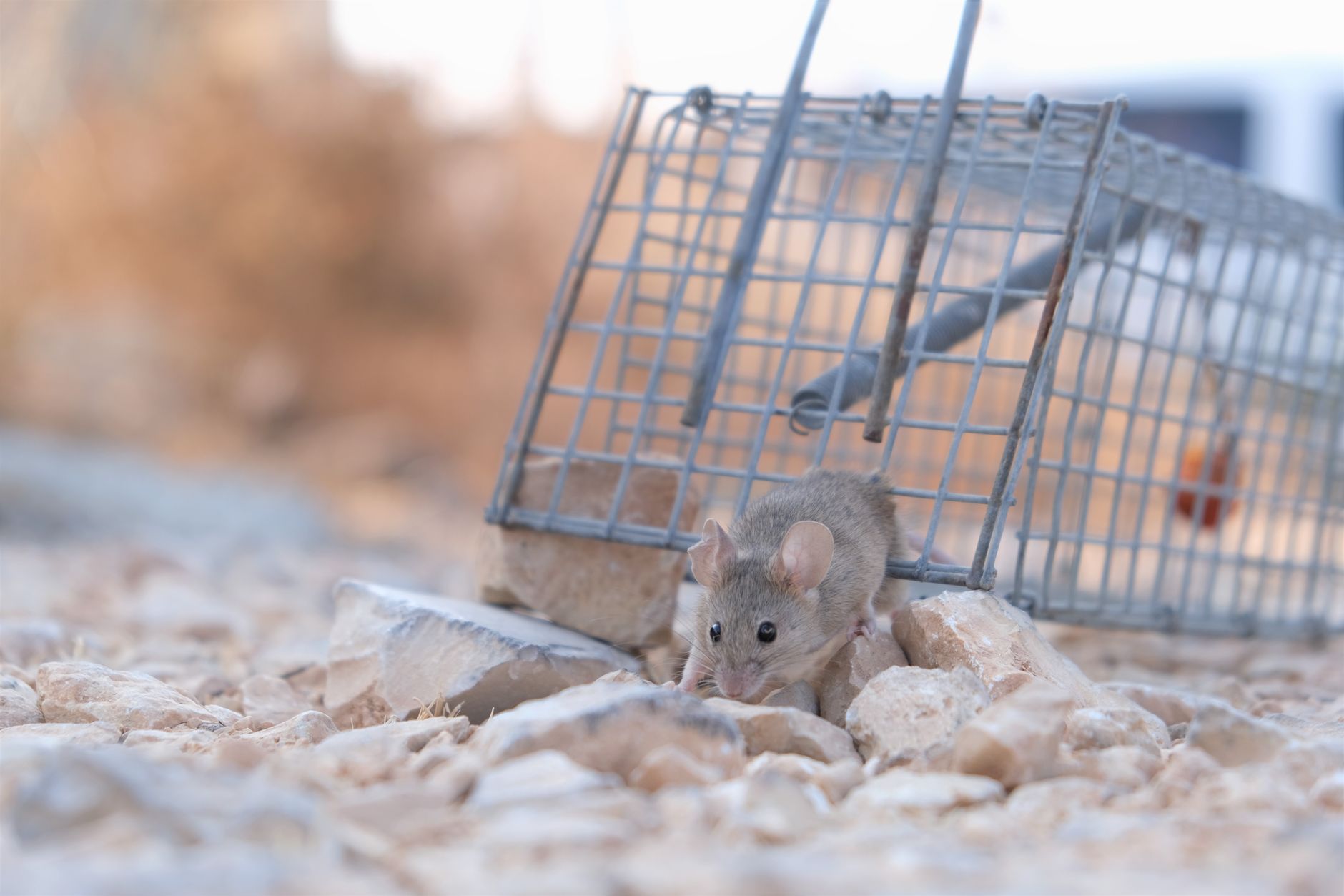 Piège à rat maison canette, — piège à rat maison seau canette