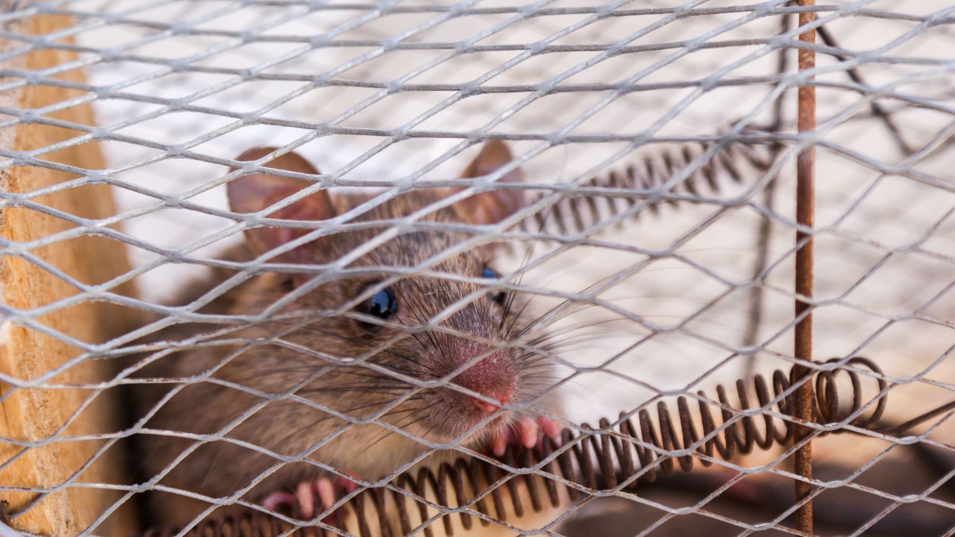 Reconnaître la présence de souris avant d’agir — pièges à souris dans cuisine
