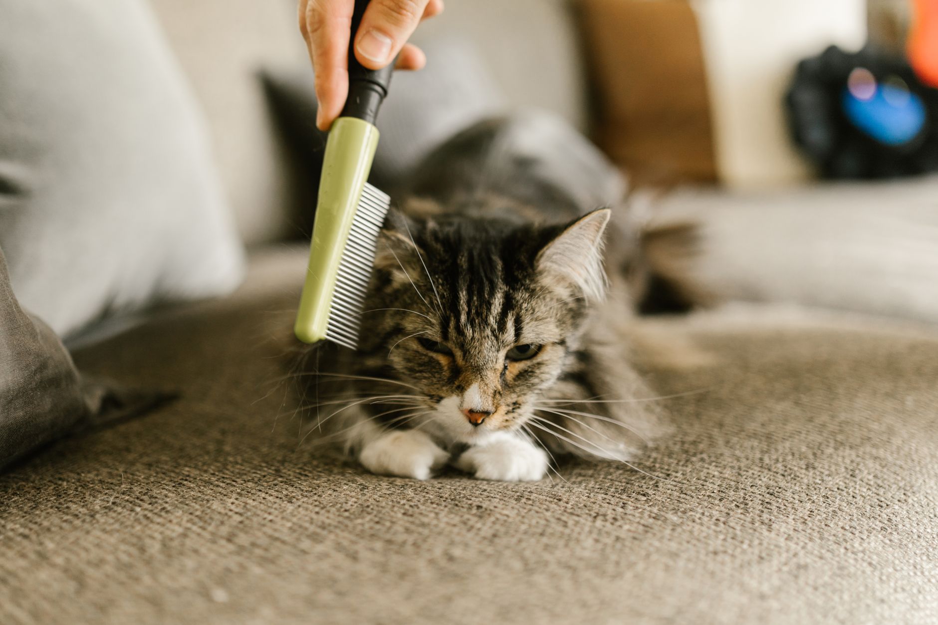 Puces dans la maison comment — chien chat traitement anti-puces maison